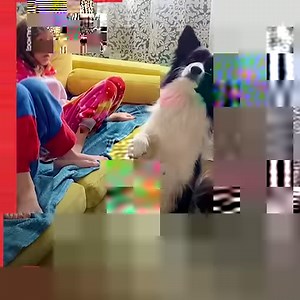 1.1M views · 43K reactions | Some of these dogs look like humans sitting down... | STUDENTbible | Facebook