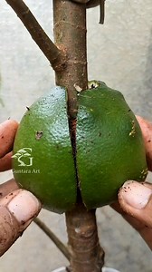 25K views · 199 reactions | What happens  if you do air layering using an orange as the medium?  #fblifestyle #airlayering #craft #diy | Guntara Art | Facebook