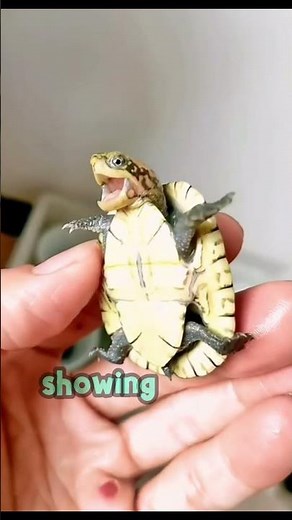 See what a turtle looks like without its shell! 😰🐢 #shorts #youtubeshorts #youtube #shortsusa