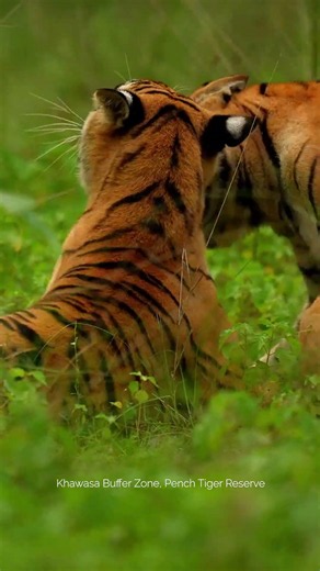 Buffer Zones of Madhya Pradesh | Where the Wild Comes Alive | #BufferMeinSafar