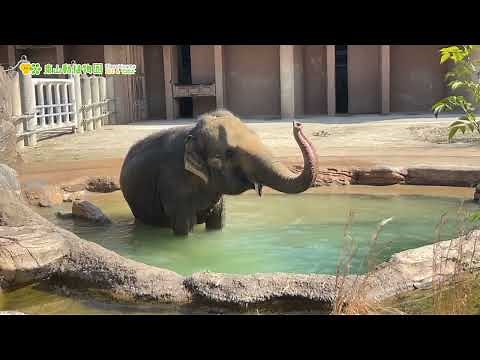 【東山動植物園公式】ワルダーさんの水遊び～2023春～《 アジアゾウ ゾウ 》