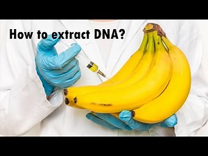 How to Extract DNA from a Fruit? | What is DNA? |