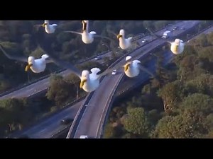 Finding Dory - The Seagulls have returned 🤣🤣🤣🤣🤣🤣🤣