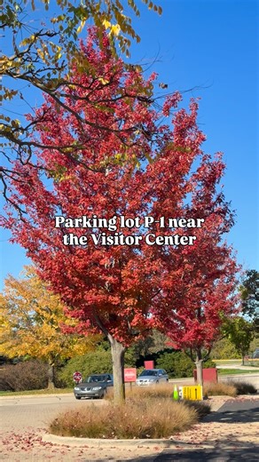 Your fall color guide for this weekend 🍁! 🎟️ Get your tickets: https://bit.ly/3GsaGFo | The Morton Arboretum