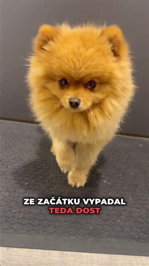 JAK mám ŠTĚŇÁTKO POJMENOVAT?😮#shorts #roblox #brookhavenrp #jongles