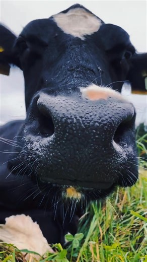 KALRO Farm Serious about real money from dairy farming? This is where quality meets profit 💯 We are supplying TOP-GRADE, PEDIGREE dairy cattle selected for high milk yield, fast growth, and long-term productivity ✅ This is not guesswork farming — we guide you step by step for success 👨‍🌾📈 ✔️ 100% Pedigree Dairy Breeds ✔️ High milk potential (25–40 litres daily) 🥛 ✔️ Strong genetics, healthy & well managed ✔️ FREE feeding formula & management guidance 🐄 AVAILABLE DAIRY STOCK & PRICES: 🔹 Ca