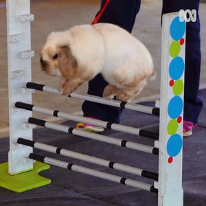 294K views · 272 reactions |  COMPETITIVE RABBIT HOPPING  A...