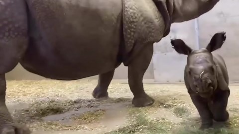 Baby rhino plays with mother at Denver Zoo