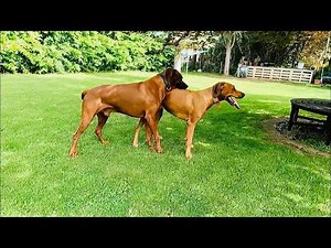 Dogs meetings with each other