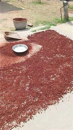 # day 2 of making toor dhall preparation # Toor dhall procedure # amulmozhi171