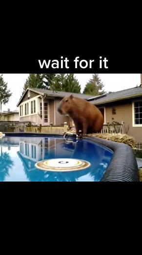 Capybara Jumps in the Pool: Adorable Animal Moments
