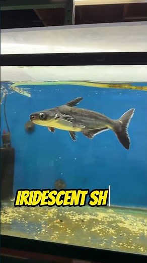 Top 5 Freshwater Sharks for Fish Tanks