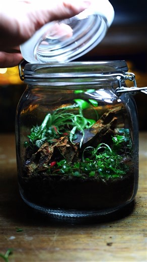 Terrariums are way better than houseplants...