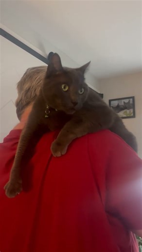 Adorable Grey Cat Goose Hugs Daddy’s Shoulder & Yawns #CatAffection #ViralCat #PetVideos #CatHug