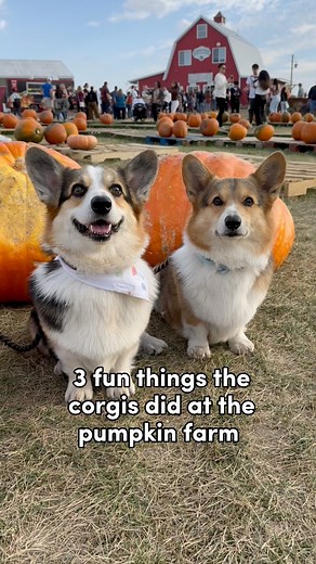 24K views · 862 reactions | Who doesn’t love fall festivities? 珞 #pumpkinfarm #dogfun #corgis | Brady & Graffiti the Corgis | Facebook