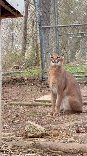 Caracals are the species of the month for March. Caracals are known for the tufts on the ends of their ears. Scientists don’t know what these tufts are for, but the leading theory right now is that they’re used for communication. #caracal #speciesofthemonth #sanctuary #pittsboronc | Carolina Tiger Rescue