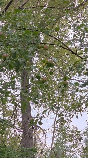 A WILD APPLE TREE? #explore