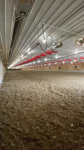 That’s chicken ranching #fyp #foryoupage #ontarioag #broilers #quota #chickens #farmtok #loaders #agriculture #poultry #manure #ontario #canada