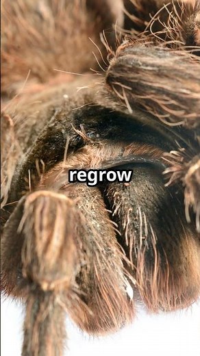 The molting process of a tarantula 🤯