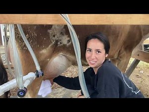 Simple Pulse Milking Machine on a Cow
