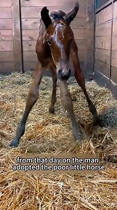 Animals Love More Deeply Than You Think #animals #heartwarming #love #cute #pet | Fun entertainment