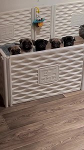 The life of a pug •⁣⁣⁣⁣⁣⁣⁣⁣⁣⁣⁣⁣⁣⁣⁣⁣⁣⁣⁣⁣⁣⁣⁣⁣⁣⁣⁣⁣⁣⁣⁣⁣⁣⁣⁣⁣⁣⁣⁣⁣⁣⁣ 🎥 @casablancapugs | Pug Lovers