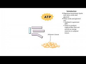 Lipid catabolism - lipolysis and beta oxidation and oxidation of fatty acids