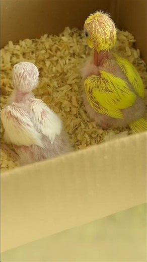 🦜😳Arguing baby budgies 🐦💬😅 #babybudgie #petbirds #budgie #budgies #birdcare #budgielove