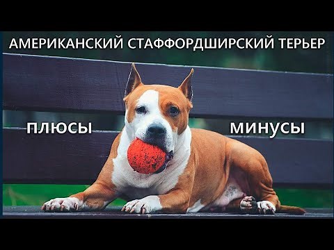 American Staffordshire Terrier: Pros and Cons