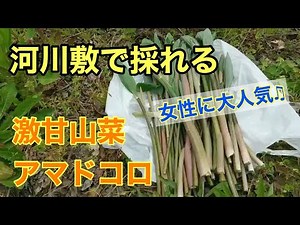 河川敷で超簡単に採れる\n【女性が見事に綺麗になる】あの激甘山菜！