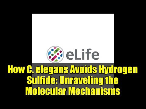 How C. elegans Avoids Hydrogen Sulfide: Unraveling the Molecular Mechanisms