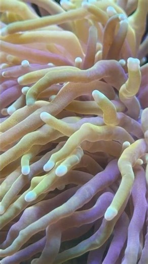 Natural light + macro lens = perfection #reeftank #upclosecorals