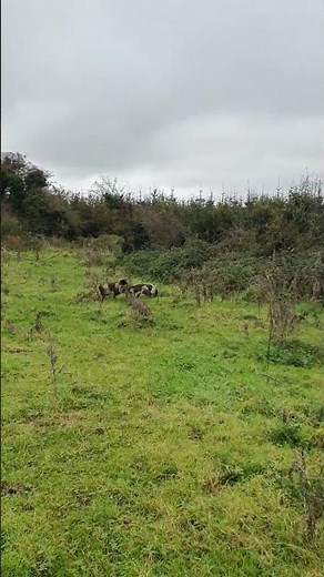 English Springer Spaniel Hunting Pheasant
