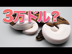 A Snake Once Priced at $30,000? Introduction to the Piebald Morph