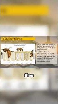 The Biological Self-Replicating Machine: The Queen Bee