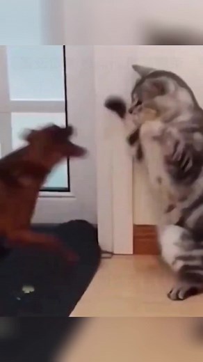 Playful Dog and Cat Interaction in Cozy Indoors