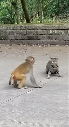 Cat vs Monkey Fight Gets Out of Control! 😱🐱🐒 Funniest Animal Clash Ever #animalencounter #animals
