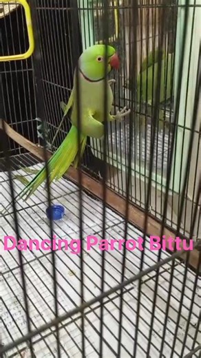 Bittu is Dancing ❤️🦜