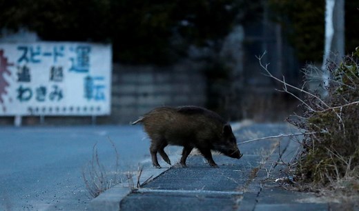 Hundreds of wild boars are roaming the radiation-hit areas of Fukushima, Japan. | Business Insider