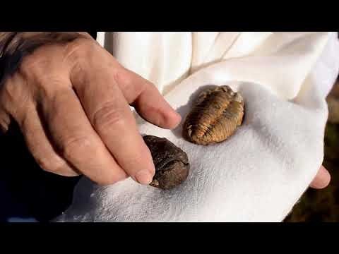 FÓSILES. Procesos de Fosilización