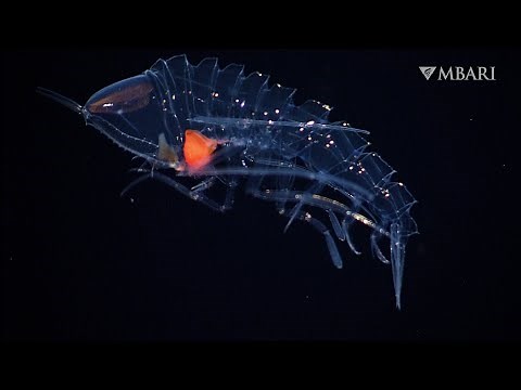 The crystal amphipod hides in plain sight in the deep sea