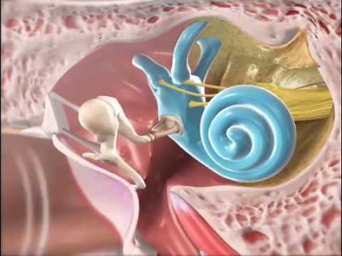 how does ear hear sound