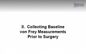 von frey test