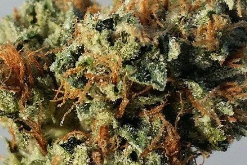 Madman OG | Marijuana Strain Reviews