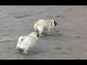 The Fastest Pug in the World - BOO