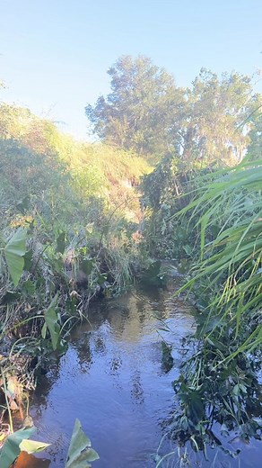 #MadeWithKeurigContest #EndlessJourney #fyp #creek #sharkteeth #shark #ocean #fossil #fossils #native #nativeamerican #native#history #treasurehunt #hurricaneian #florida #explore #exploring #pottery #ancient #river