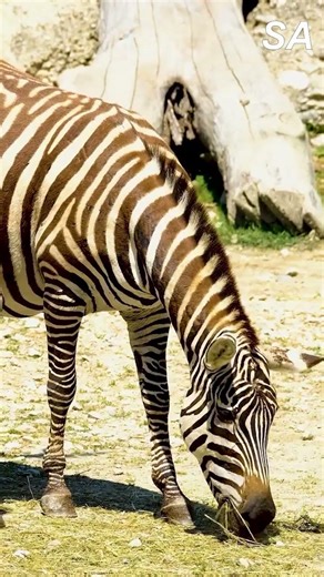 सिंहले फोटोको जेब्रालाई समात्यो lion vs zebra #shorts