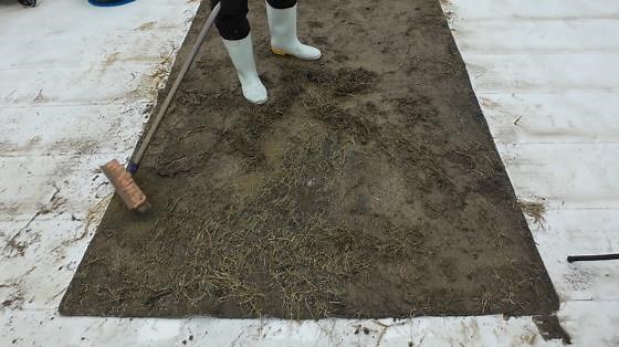 Heavy mud removal starts the rug’s restoration