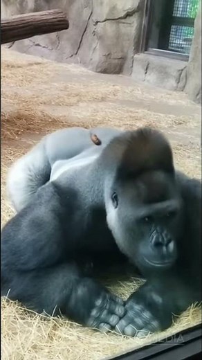 Baby Gorilla’s Funny Prank on big Gorilla 🤣🦍 | Hilarious Moment at American Zoo!