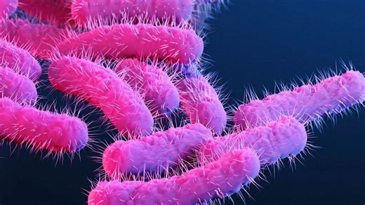 Stomach bug circulating among homeless population getting harder to treat